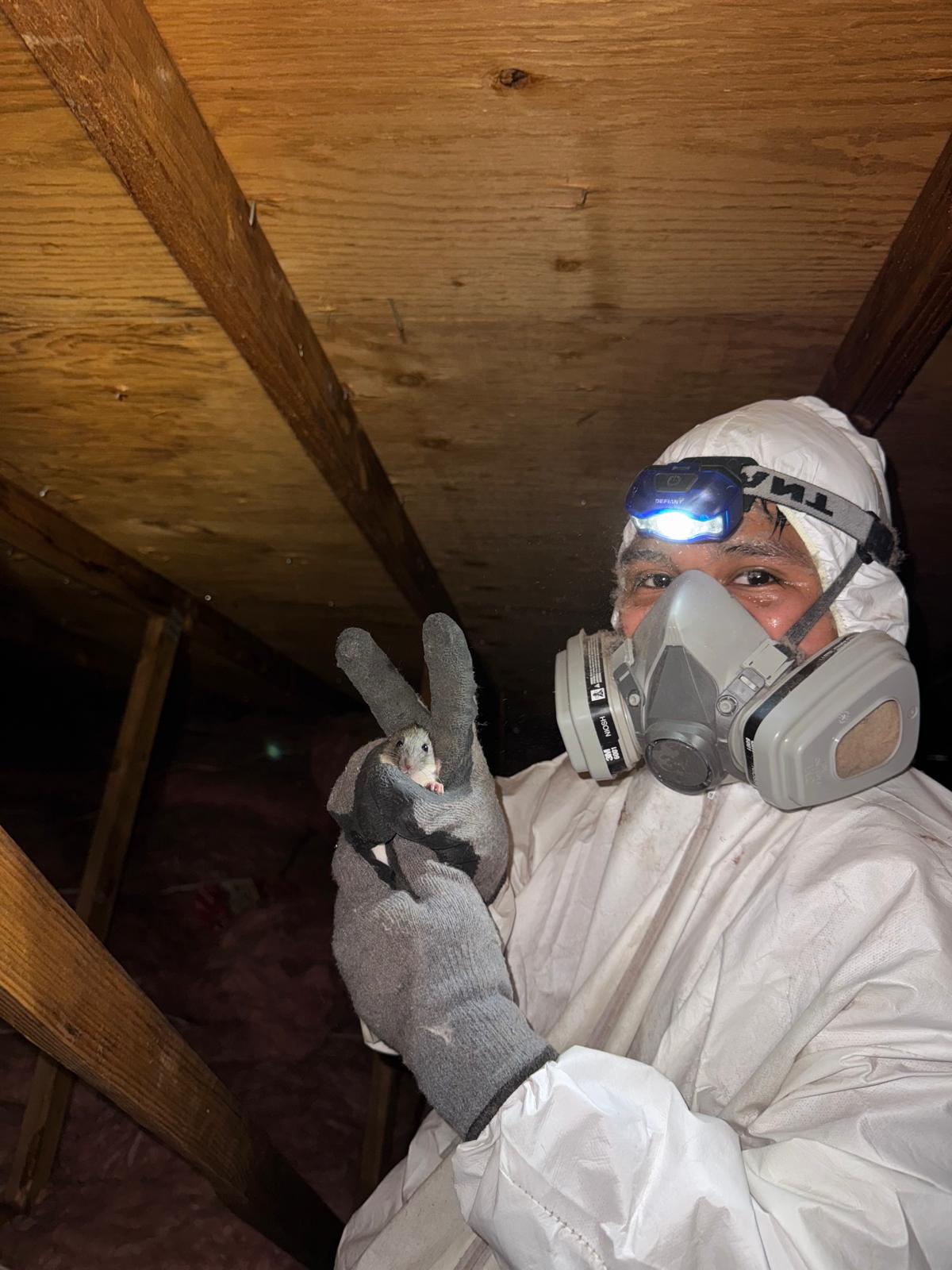 Attic services worker wearing protective equipment in an attic
